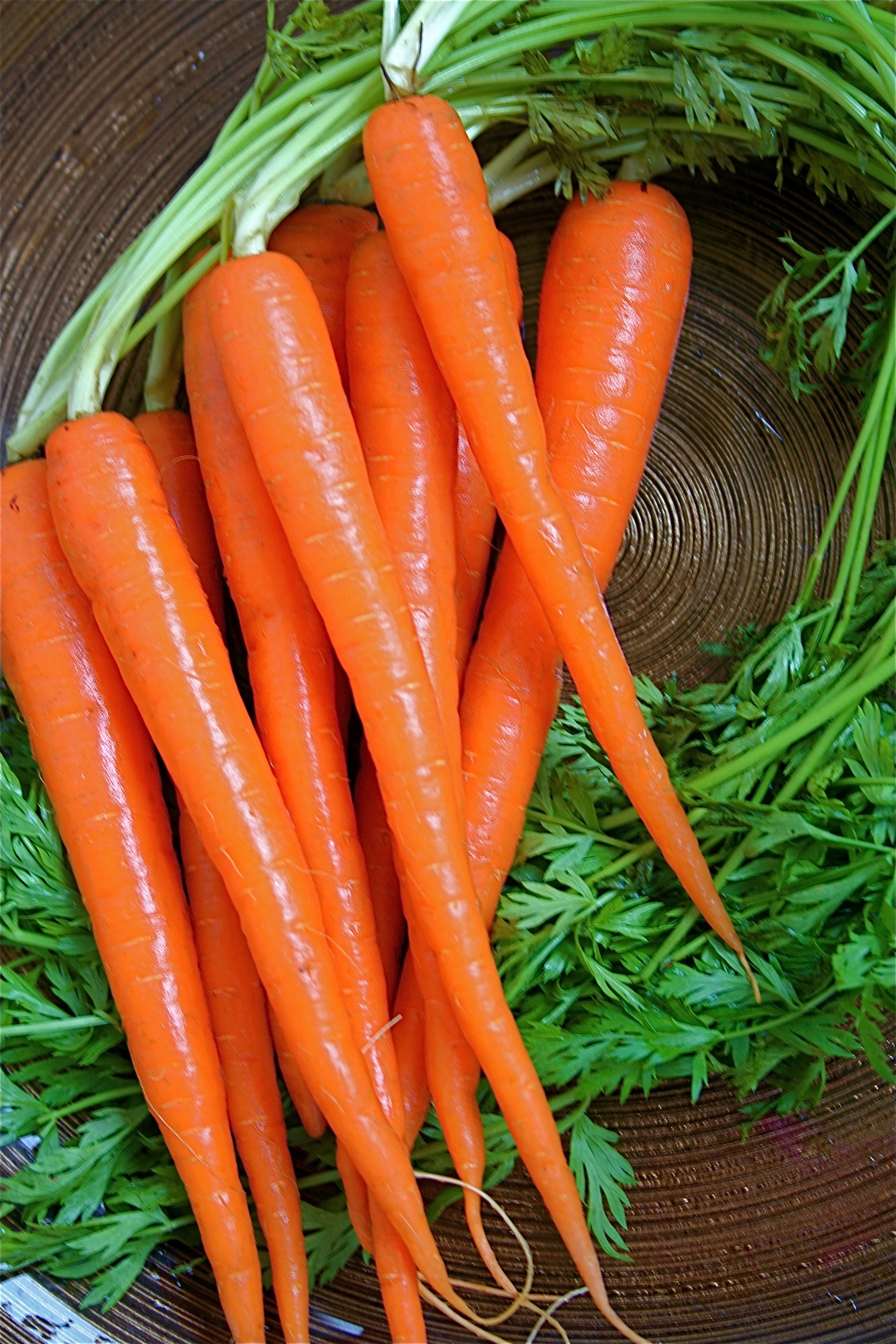 Carrot the curvy Chia Seeds