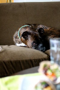 Scout in her normal "shrimp" position on the couch.